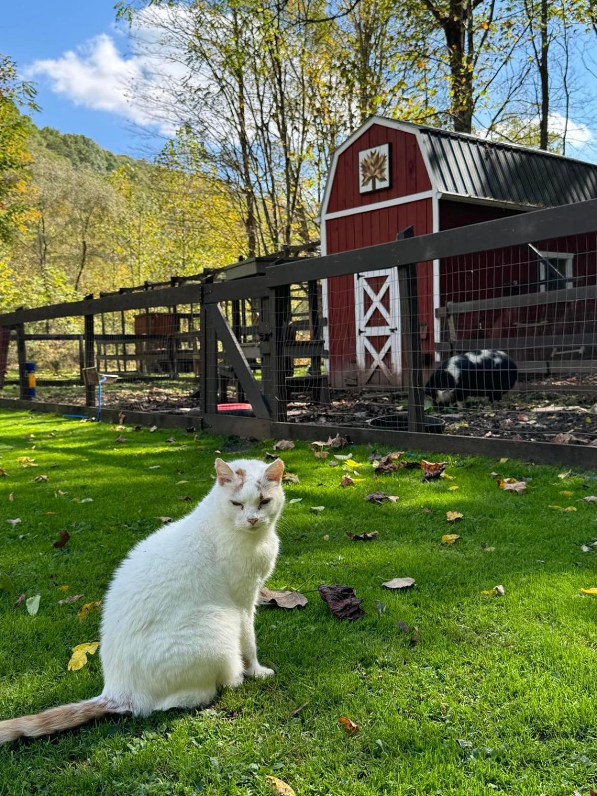 Vila The Renovated Barn At Seneca Rocks Exteriér fotografie